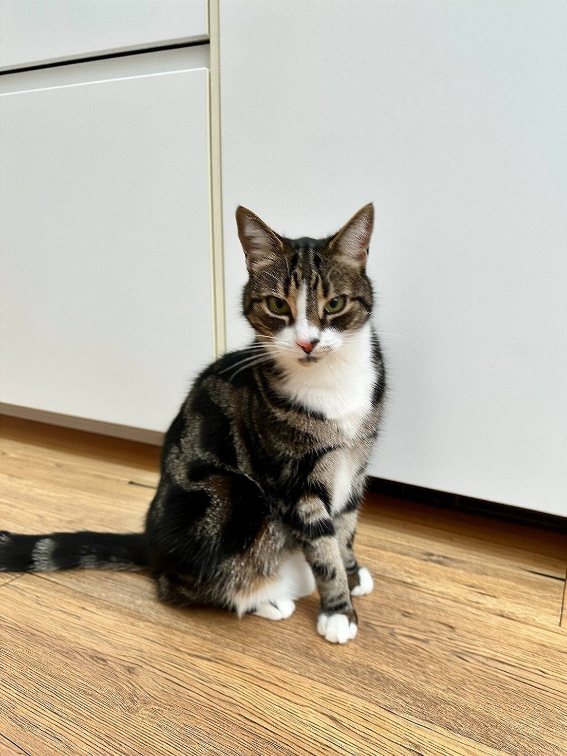 SBCODE_CosmoCat 20260203214755