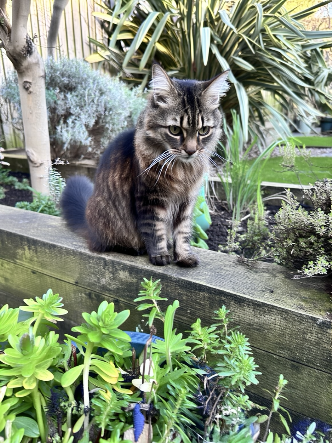 SBCODE_Emmy_Qwen_2512 ckpt-20