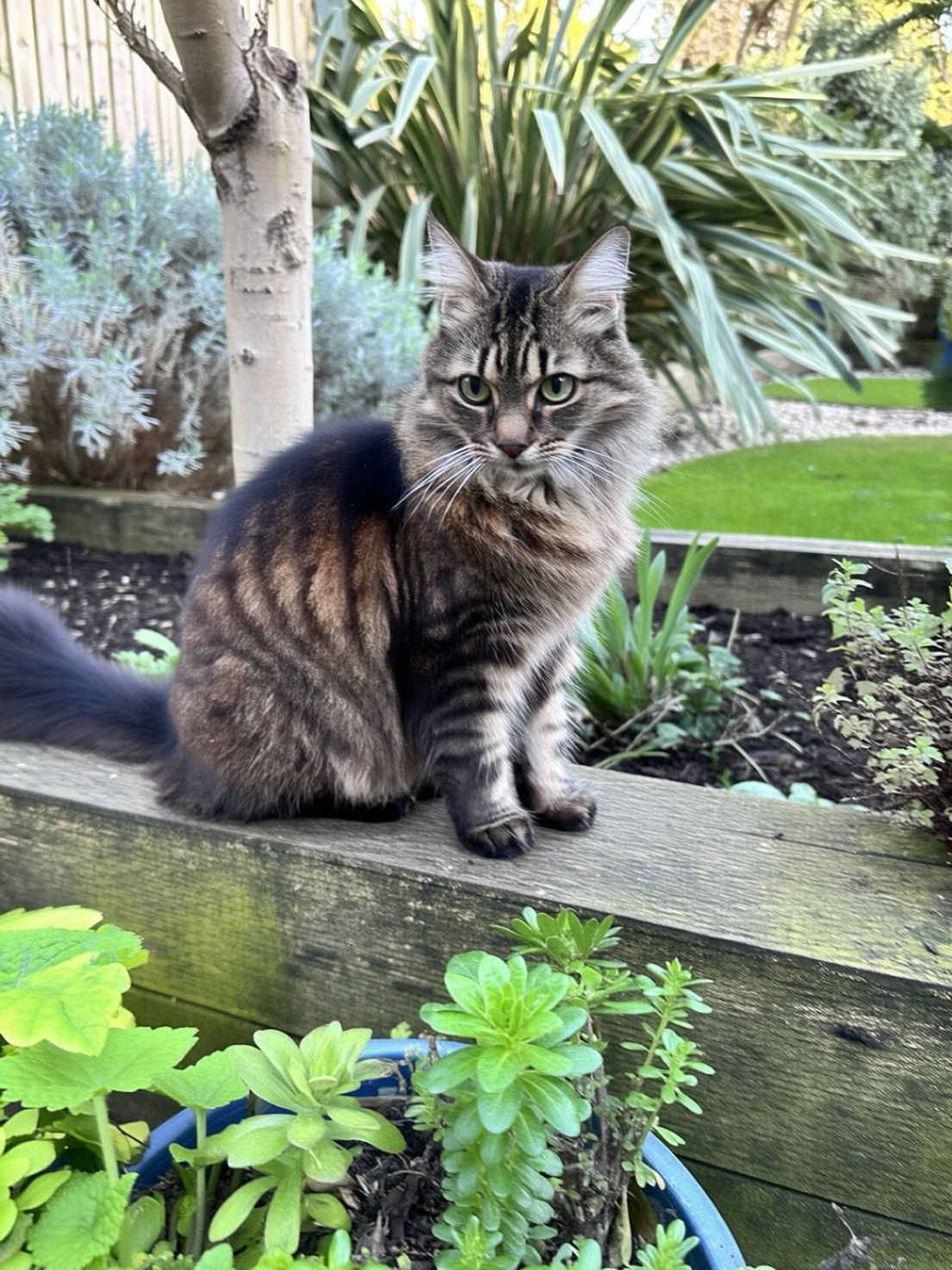 SBCODE_Emmy_Qwen_2512 ckpt-10