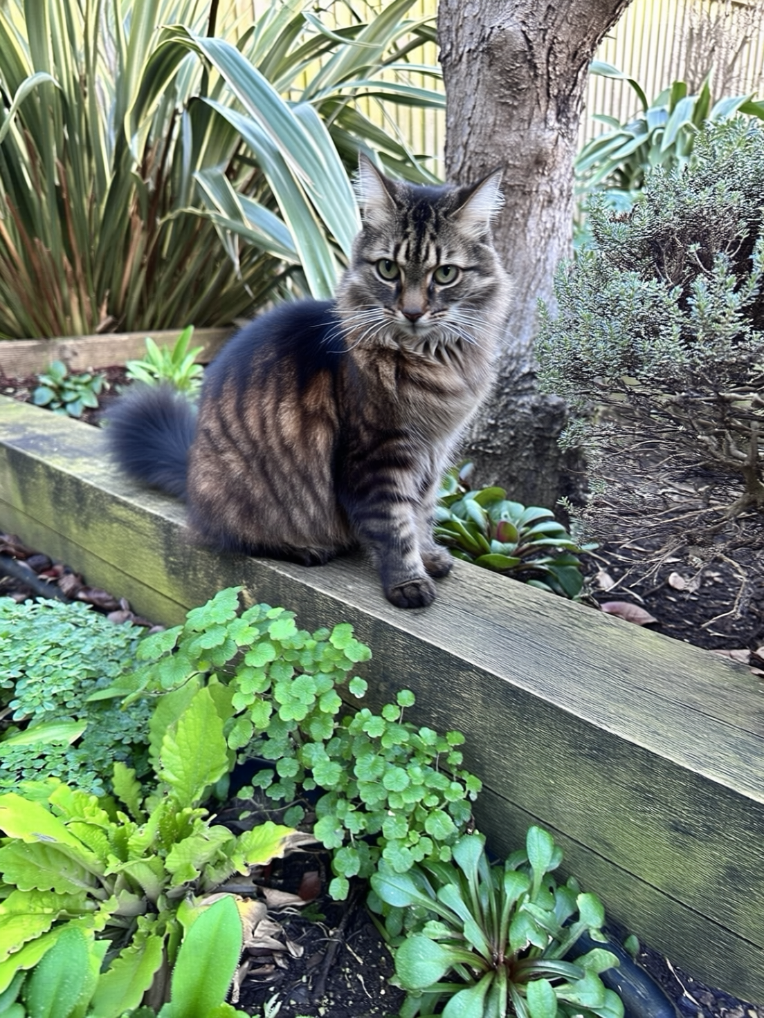 SBCODE_Emmy_Qwen_2512 ckpt-5