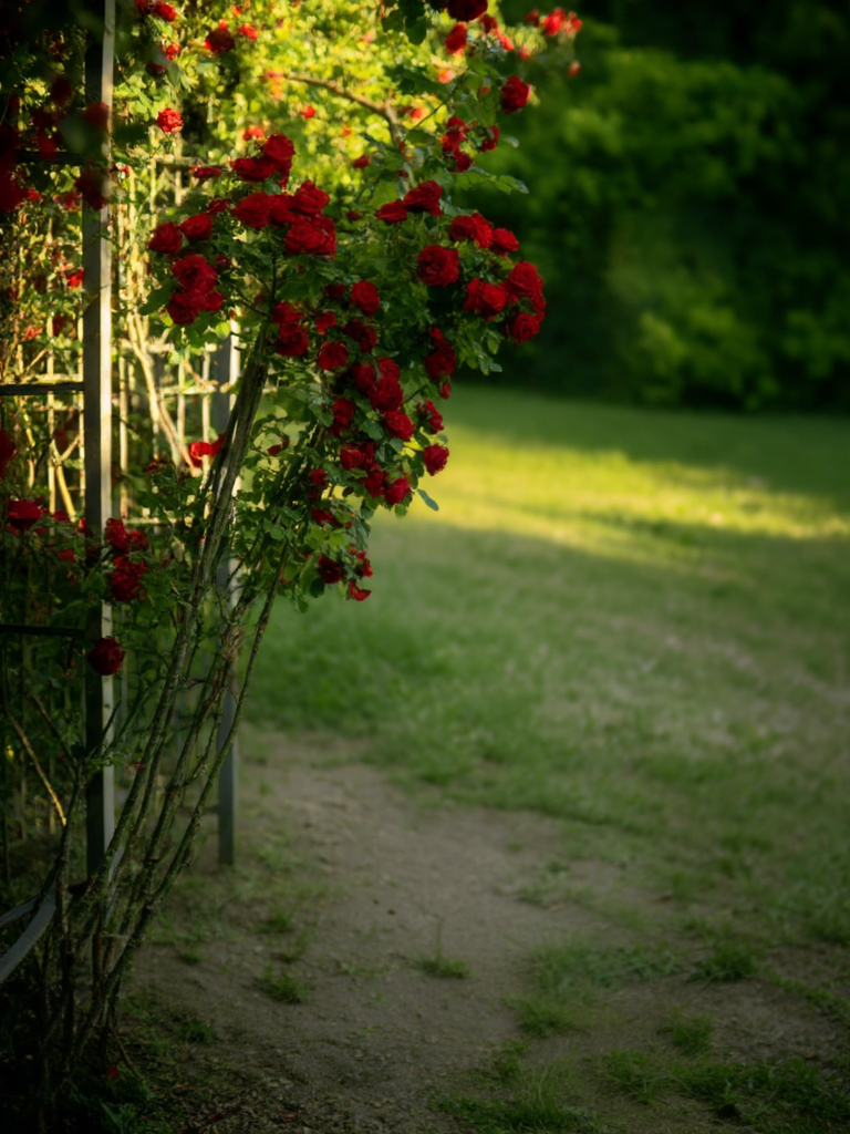 nature_z c1-st6000