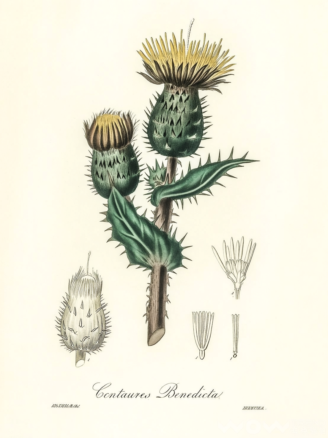 zada2025/botanical