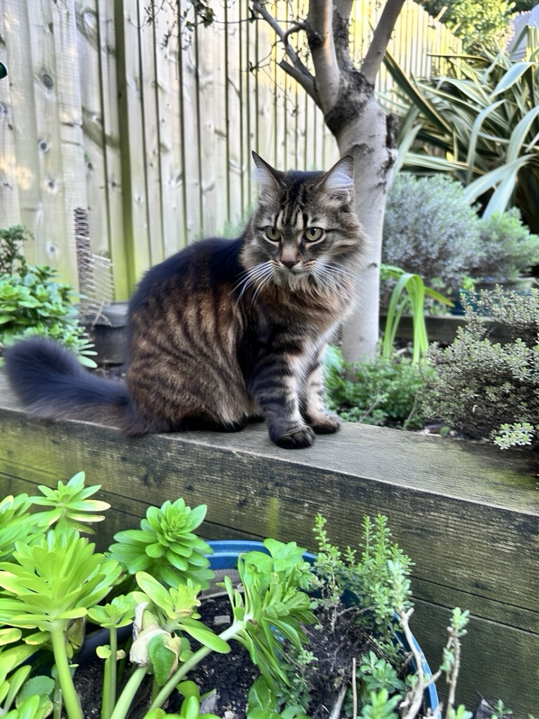 SBCODE_Emmy_Qwen_2512 ckpt-15