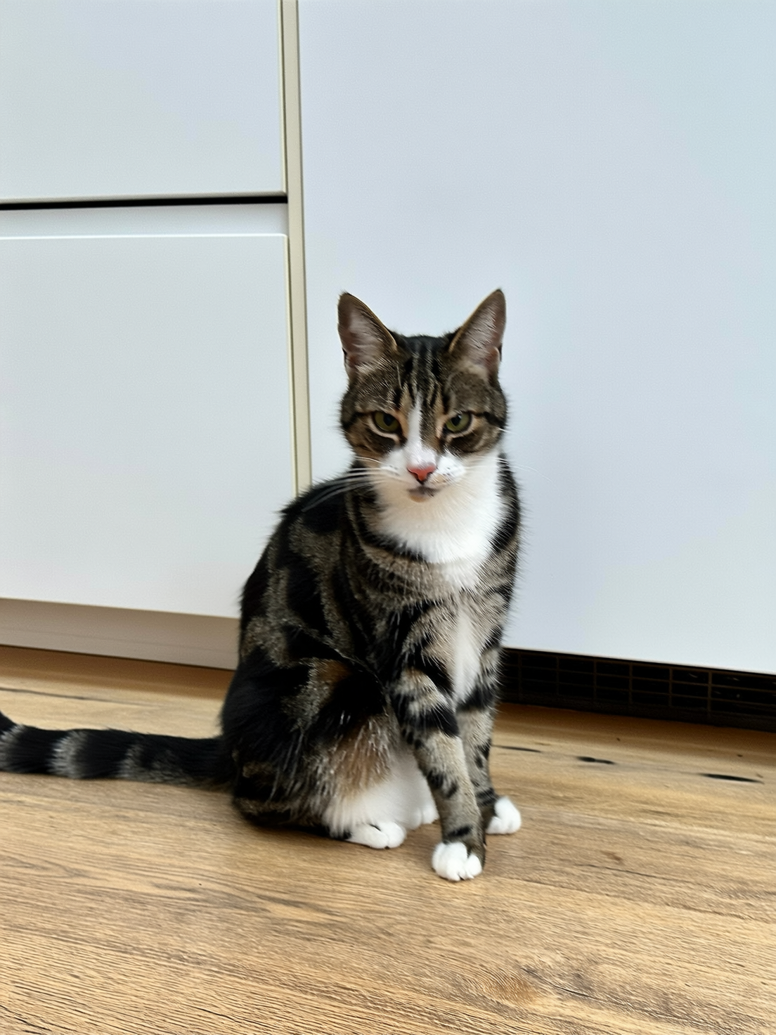 SBCODE_CosmoCat 20260203222245